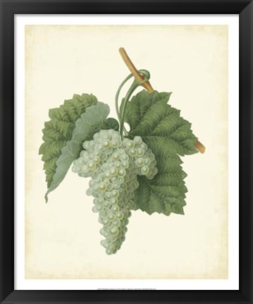 Framed Plantation Grapes II Print