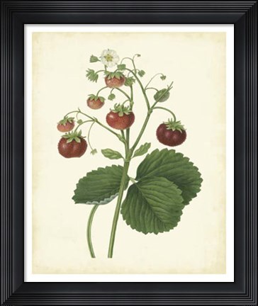Framed Plantation Strawberries I Print