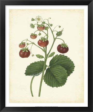 Framed Plantation Strawberries I Print
