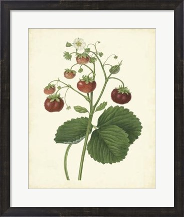Framed Plantation Strawberries I Print