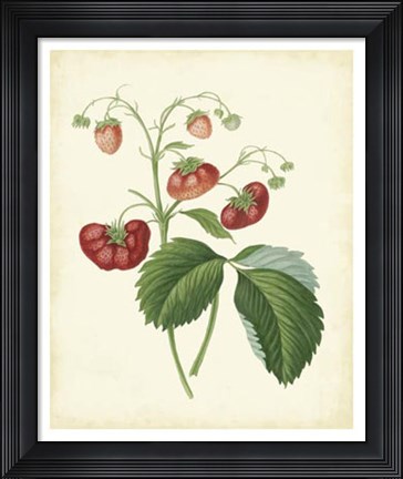 Framed Plantation Strawberries II Print