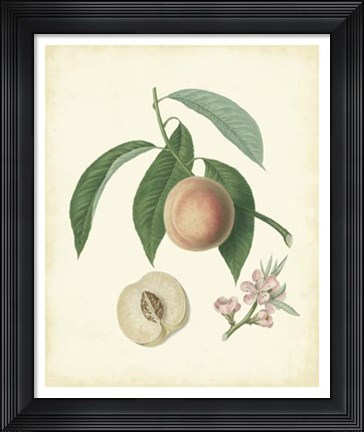 Framed Plantation Peaches I Print