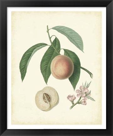 Framed Plantation Peaches I Print