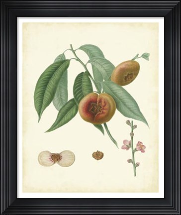 Framed Plantation Peaches II Print
