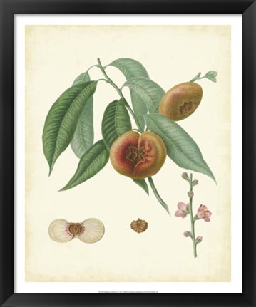 Framed Plantation Peaches II Print