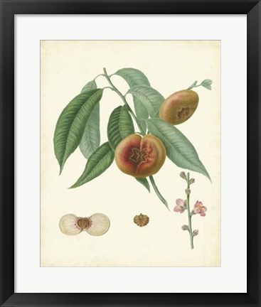 Framed Plantation Peaches II Print