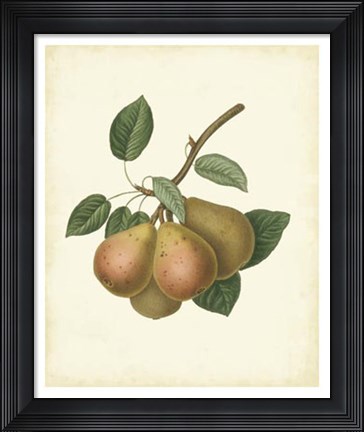 Framed Plantation Pears I Print