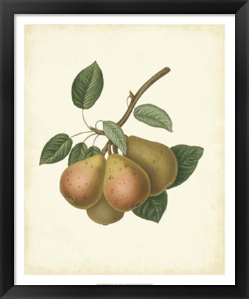 Framed Plantation Pears I Print