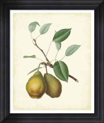 Framed Plantation Pears II Print