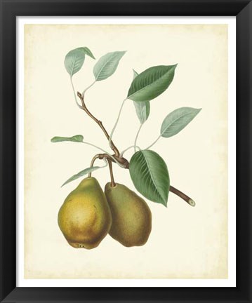 Framed Plantation Pears II Print