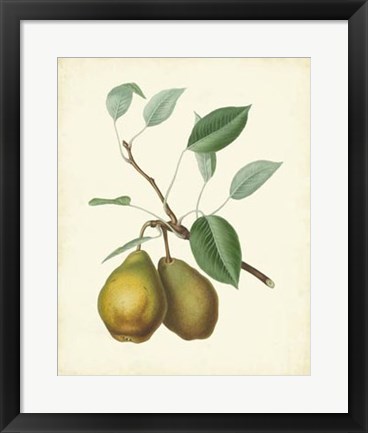 Framed Plantation Pears II Print