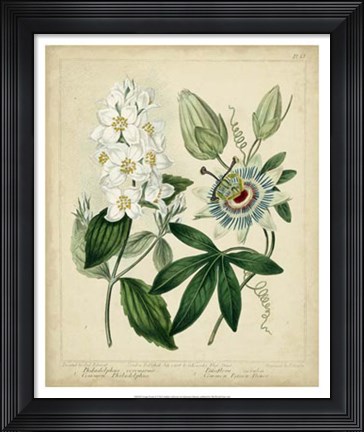 Framed Cottage Florals II Print