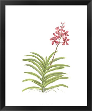 Framed Orchid Study I Print