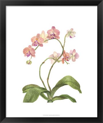 Framed Orchid Study IV Print