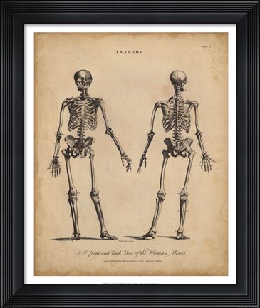 Framed Anatomy Study I Print