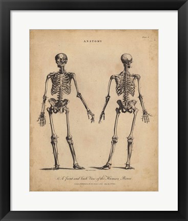 Framed Anatomy Study I Print