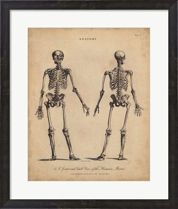 Framed Anatomy Study I Print