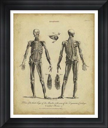 Framed Anatomy Study II Print