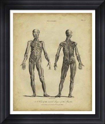 Framed Anatomy Study III Print