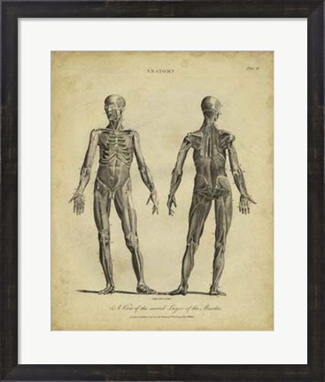 Framed Anatomy Study III Print