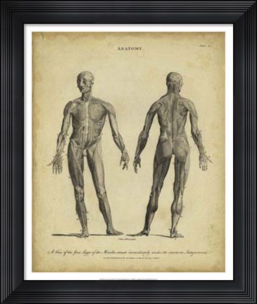 Framed Anatomy Study IV Print