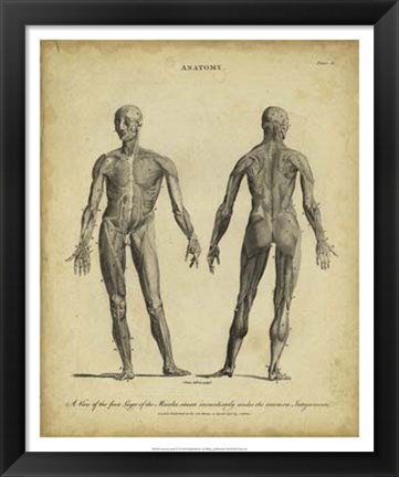 Framed Anatomy Study IV Print
