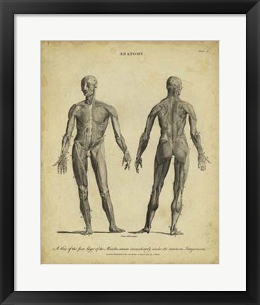 Framed Anatomy Study IV Print