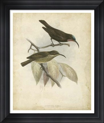 Framed Antique Gould Hummingbird I Print