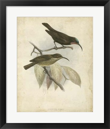 Framed Antique Gould Hummingbird I Print