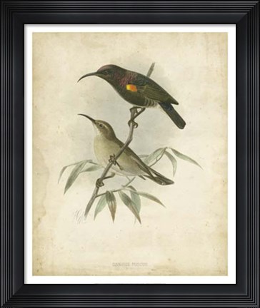 Framed Antique Gould Hummingbird II Print