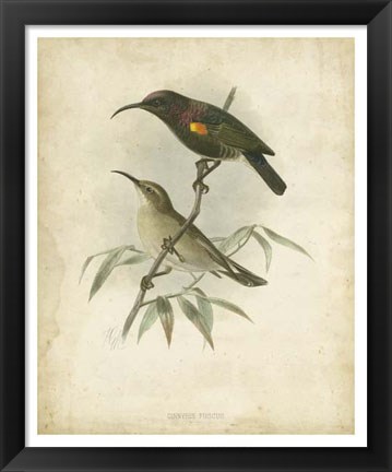 Framed Antique Gould Hummingbird II Print