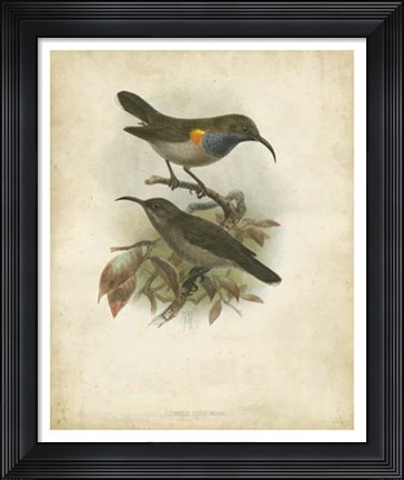 Framed Antique Gould Hummingbird III Print