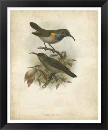 Framed Antique Gould Hummingbird III Print