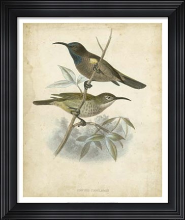 Framed Antique Gould Hummingbird IV Print