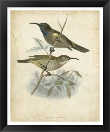 Framed Antique Gould Hummingbird IV Print