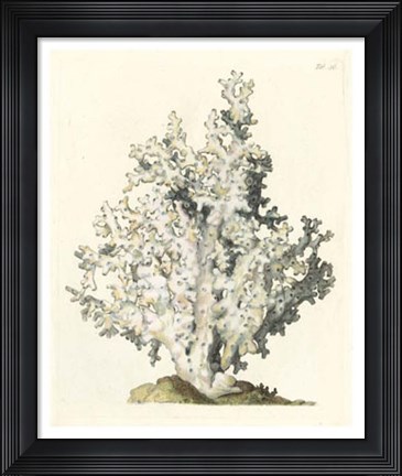 Framed Antique Coral I Print