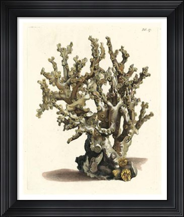 Framed Antique Coral II Print