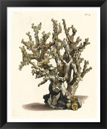 Framed Antique Coral II Print