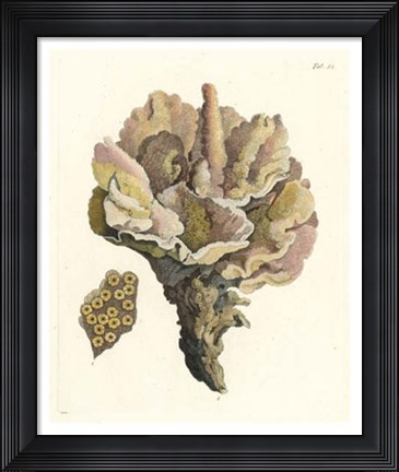 Framed Antique Coral III Print