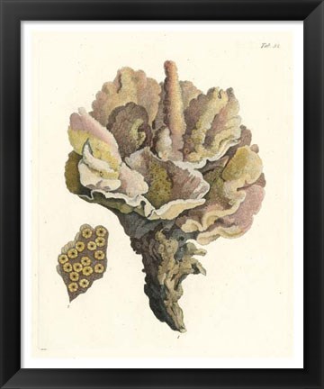 Framed Antique Coral III Print