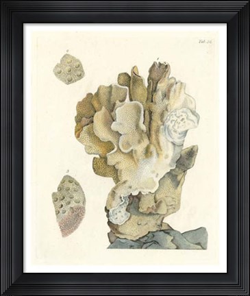 Framed Antique Coral IV Print