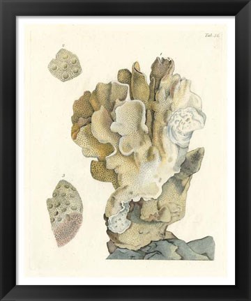 Framed Antique Coral IV Print