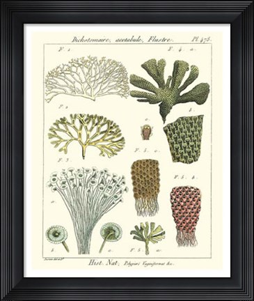 Framed Coral Classification I Print