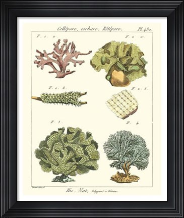 Framed Coral Classification II Print