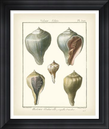 Framed Volute Shells, Pl.390 Print