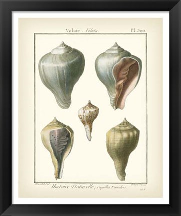 Framed Volute Shells, Pl.390 Print