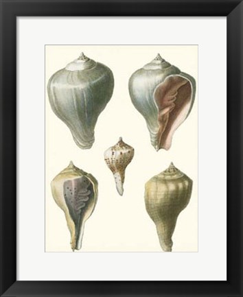 Framed Volute Shells, Pl.390 Print