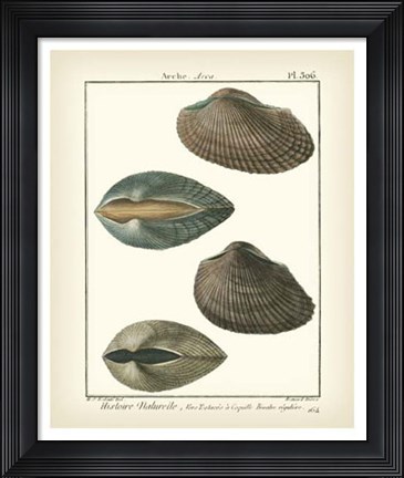 Framed Arche Shells, Pl.306 Print