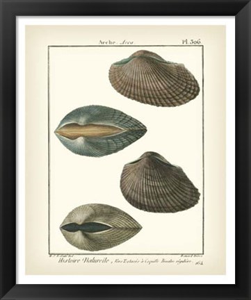 Framed Arche Shells, Pl.306 Print