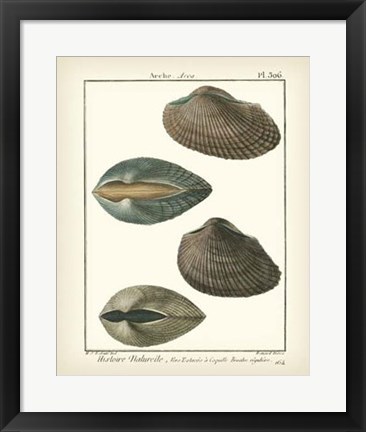 Framed Arche Shells, Pl.306 Print